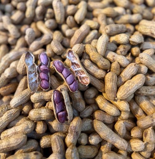 【周五到】温州五香蒸花生 500克 🥜姐妹们给我冲，这个温州蒸花生真的太好次了🌰 这款花生手工制作，没有任何添加剂，保留了最纯正的自然风味。🌿 商品图2