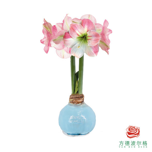 不用浇水的石蜡朱顶红种球！ 粉白花-放轻松30+ 商品图0