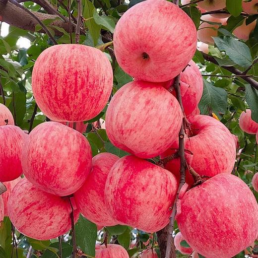 馥香妃香妃秘境苹果礼盒 商品图1