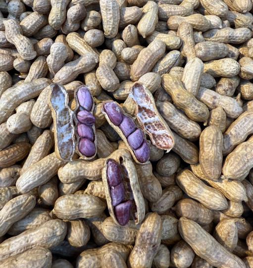 【周五到】温州五香蒸花生 500克 🥜姐妹们给我冲，这个温州蒸花生真的太好次了🌰 这款花生手工制作，没有任何添加剂，保留了最纯正的自然风味。🌿 商品图1