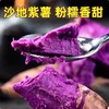 【严选】【金新农】湖北新鲜沙地粉糯香甜紫薯3斤/5斤装    （厂家直发） 商品缩略图1