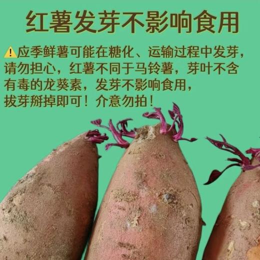 【严选】【金新农】糖心流油 烤薯专用 软糯香甜 无丝无筋 】正宗烟薯25号蜜薯红地瓜农家烤红薯4.5-5斤装  （厂家直发） 商品图7