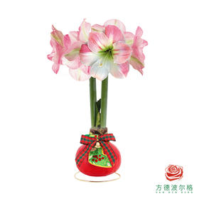 不用浇水的石蜡朱顶红种球！ 粉白花-圣诞氛围30+
