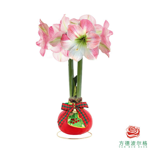 不用浇水的石蜡朱顶红种球！ 粉白花-圣诞氛围30+ 商品图0