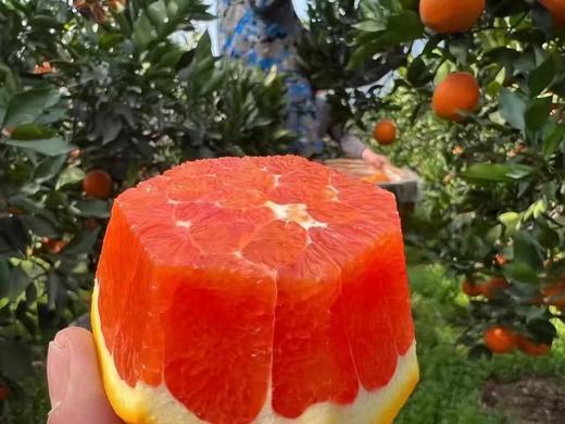 【严选】【金新农】福建中华血橙爆汁红肉甜橘子中华红血橙统果4.5-5斤装    （厂家直发） 商品图2