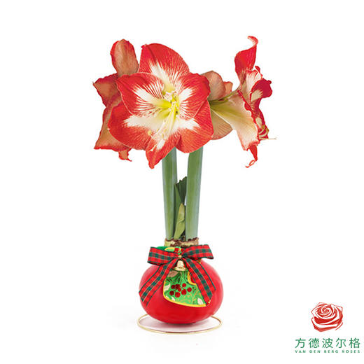 不用浇水的石蜡朱顶红种球！ 红白花-圣诞氛围30+ 商品图0