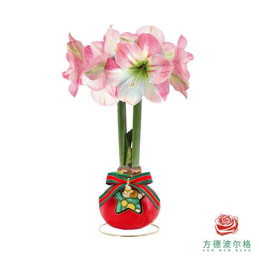 不用浇水的石蜡朱顶红种球！ 粉白花-圣诞星愿30+ 商品图0