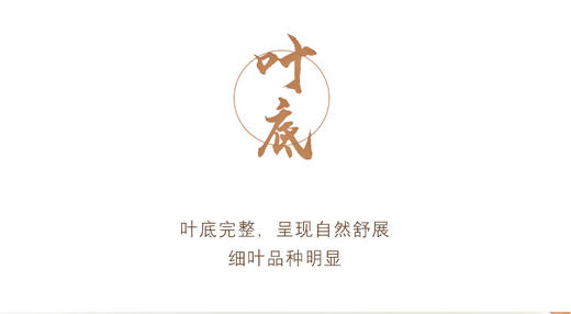 生普| 【镇店之宝】2025年困鹿山核心区 细叶种古树龙珠8g*20颗 商品图11