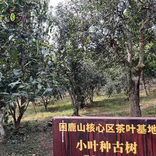 生普| 【镇店之宝】2025年困鹿山核心区 细叶种古树龙珠8g*20颗 商品图6