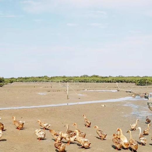 有机海鸭蛋礼盒装 70g/箱 商品图2