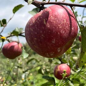 有机“暴富”脆甜红富士苹果 2.5kg/箱