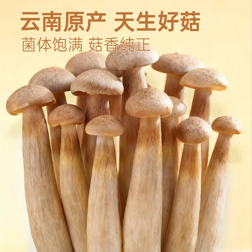 【鲜食】黑色经典X几多全爆汁鹿茸菇  90g/袋 商品图2