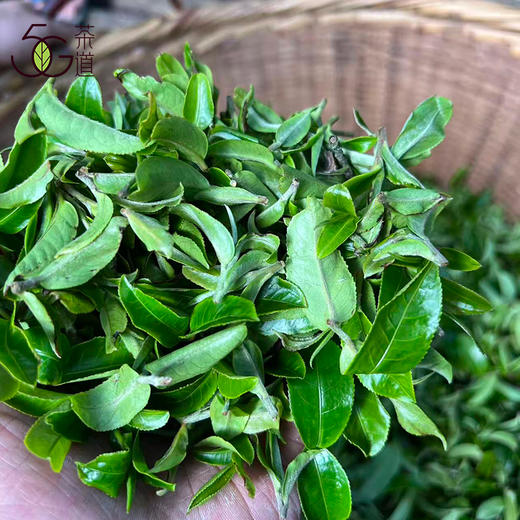 生普| 【镇店之宝】2025年困鹿山核心区 细叶种古树龙珠8g*20颗 商品图3