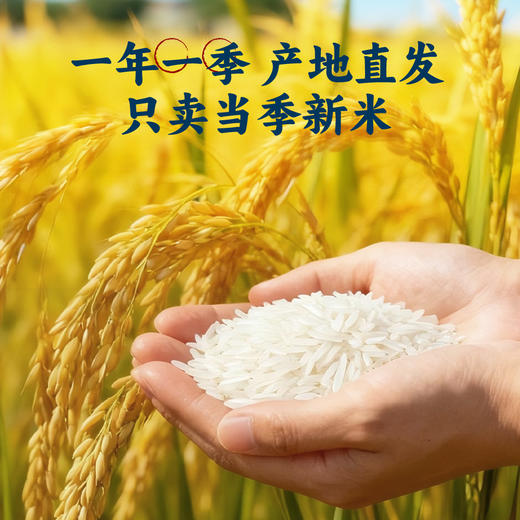 臻米闽韵5kg  伊盆河龙贡米 商品图1