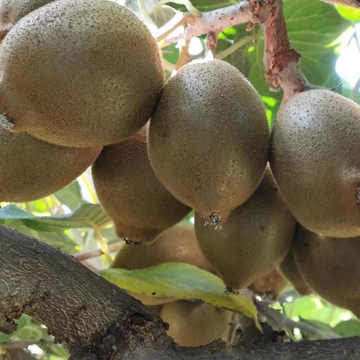 高原有机鸭嘴奇异果 1.6kg/箱 商品图0