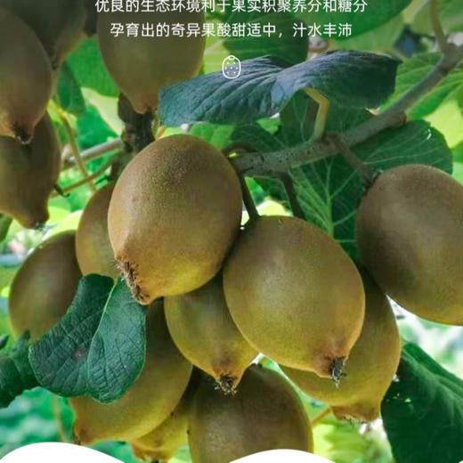 高原有机鸭嘴奇异果 1.6kg/箱 商品图1