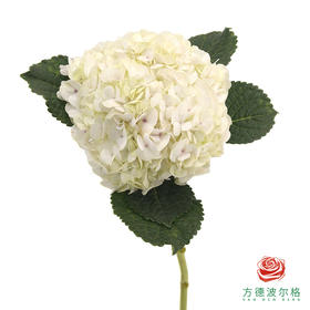 市场绣球-雪花 1枝