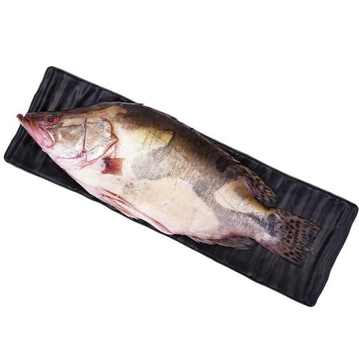 【十堰市地缘生态农业合作社】2026年春季上新！黄龙鳜鱼预售 商品图0