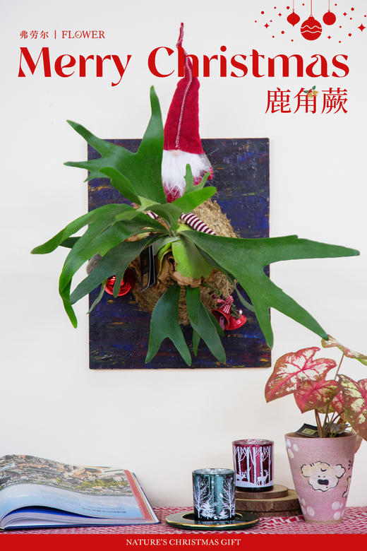 鹿角蕨 商品图0