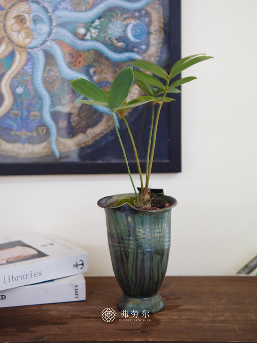 巴西铁 商品图0