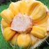 【越南黄肉菠萝蜜】果肉浅黄 鲜亮诱人 肉质细腻 香甜如蜜 果肉硕大 4种规格任选 商品缩略图4