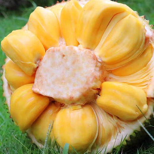 【越南黄肉菠萝蜜】果肉浅黄 鲜亮诱人 肉质细腻 香甜如蜜 果肉硕大 4种规格任选 商品图4