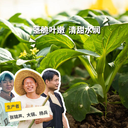 生态菜心 | 绿家自产 * Eco-choy sum | Self-production 商品图0