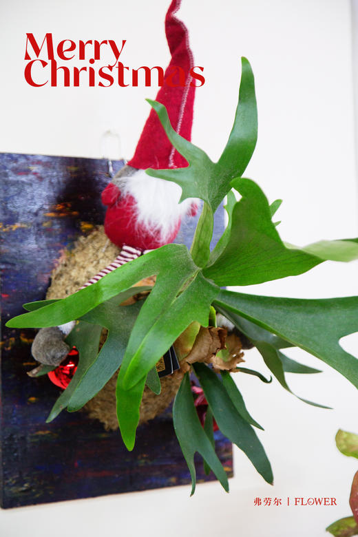 鹿角蕨 商品图2