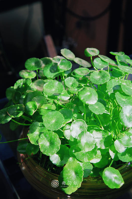 水培铜钱草 商品图1