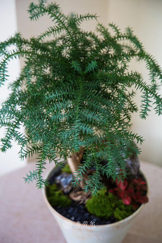 造型澳洲松 商品图1