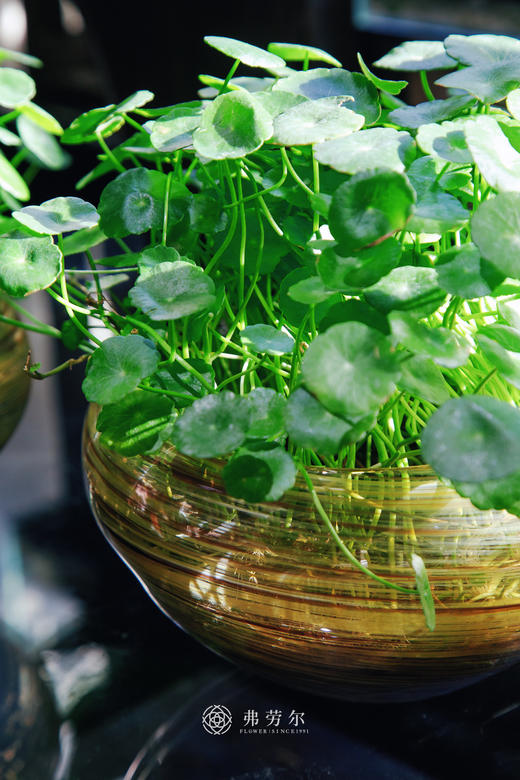 水培铜钱草 商品图2