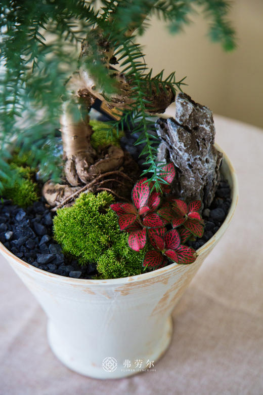 造型澳洲松 商品图2