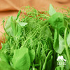 生态豌豆尖（多送半斤，中通快递）| 合作生产*Ecological pea tips| Partner Production 商品缩略图2