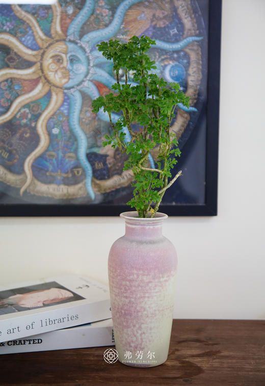 造型羽叶福禄桐 商品图0