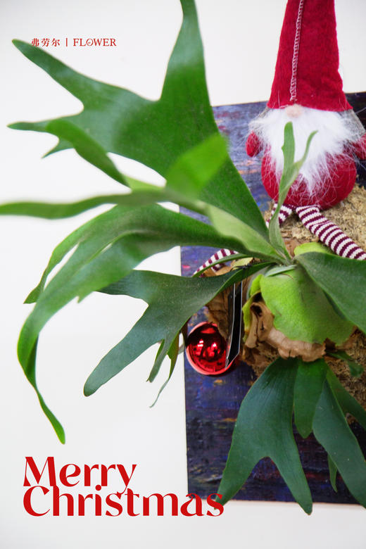 鹿角蕨 商品图1