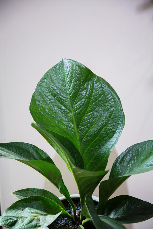 聚宝盆 商品图1