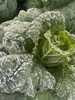 生态大娃娃菜 | 绿家自产* Ecological baby cabbage | Self-production 商品缩略图1