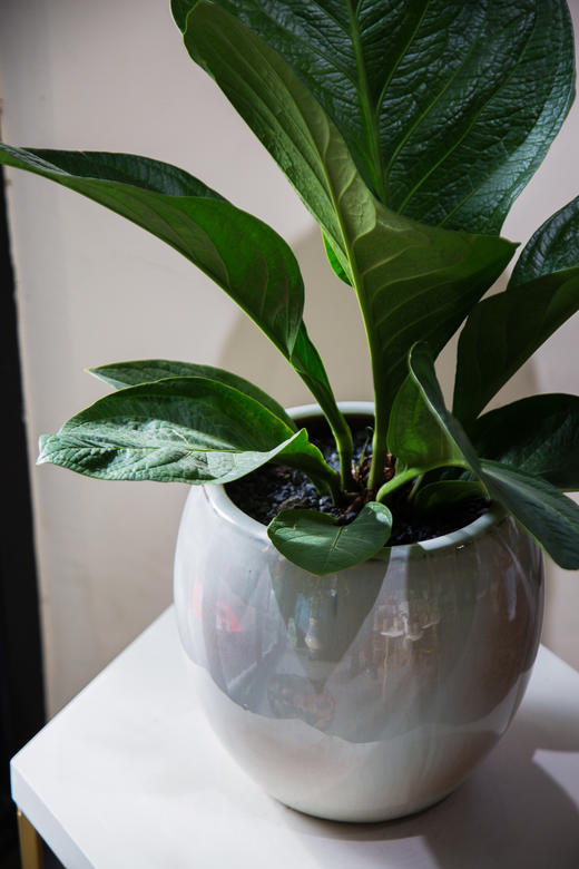 聚宝盆 商品图2