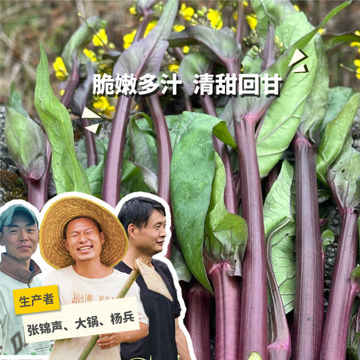 生态红菜苔 | 绿家自产 * ecological red choy sum | Self-production 商品图0