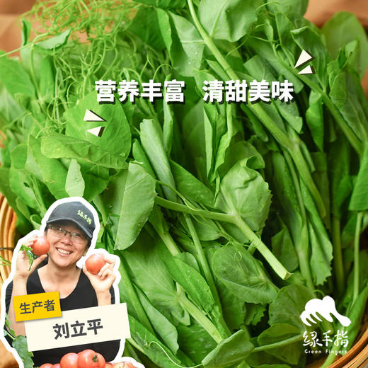 生态豌豆苗 | 绿家自产* Ecological pea seedlings | Self-production 商品图0