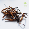 那曲冬虫夏草礼盒（2025年草） | 公平贸易* Naqu Cordyceps sinensis | Fair-trade 商品缩略图0