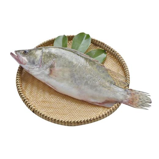 普通桂鱼 约400-500g/条 商品图3