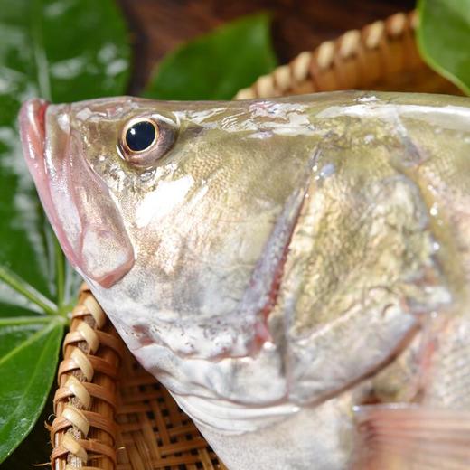 普通桂鱼 约400-500g/条 商品图1