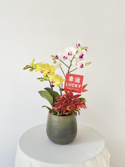 蝴蝶兰ZWT/298 商品图0