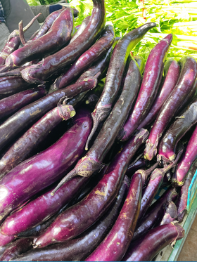 紫茄子3斤