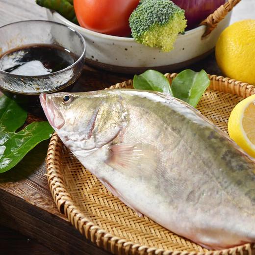 普通桂鱼 约400-500g/条 商品图0