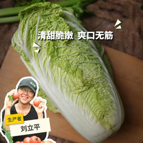 生态大娃娃菜 | 绿家自产* Ecological baby cabbage | Self-production