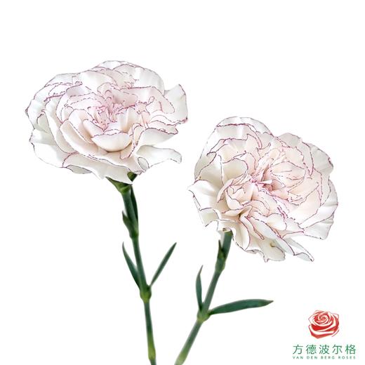 单头康乃馨-蝴蝶 10枝一扎 商品图1