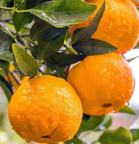 云南风味叶橘500g左右