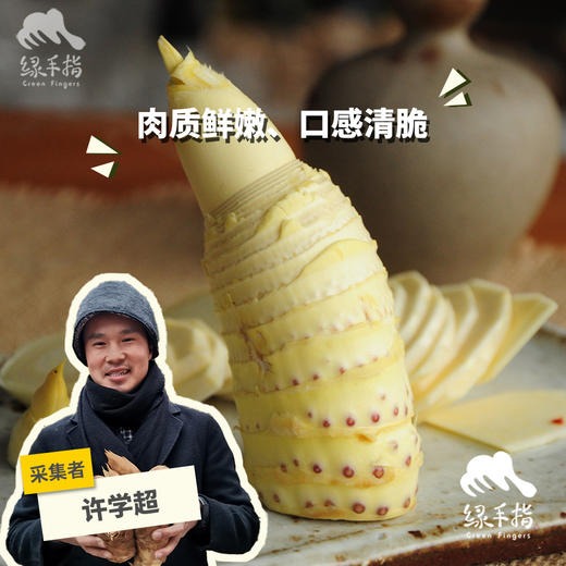 野生春笋（限时直降30元）| 合作生产*Wild spring bamboo shoots|Partner Production 商品图0